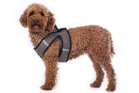 HKM Dog harness -Buddy Soft- 14372*